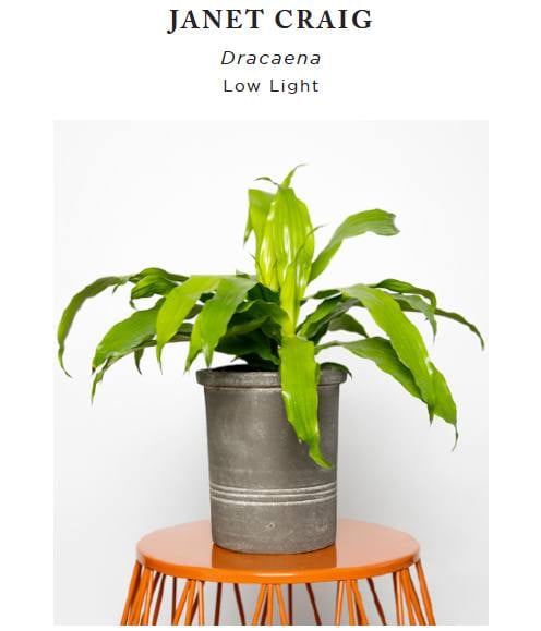 happy houseplants - Nest Realty