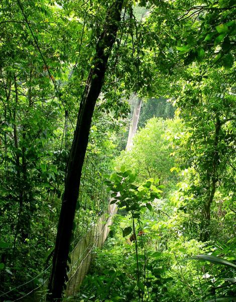 Rainforest Nature Reserve, Manuel Antonio, San Jose