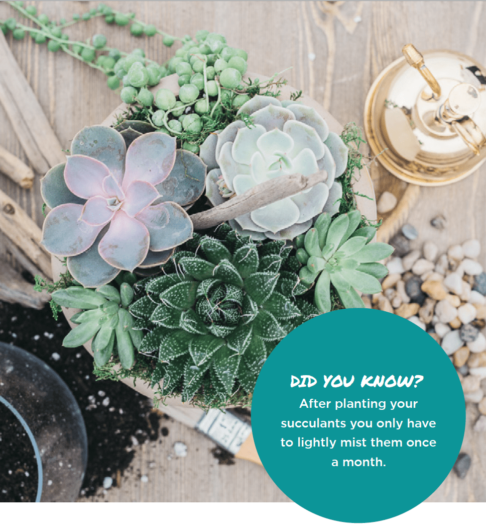 Succulent - Nest Realty