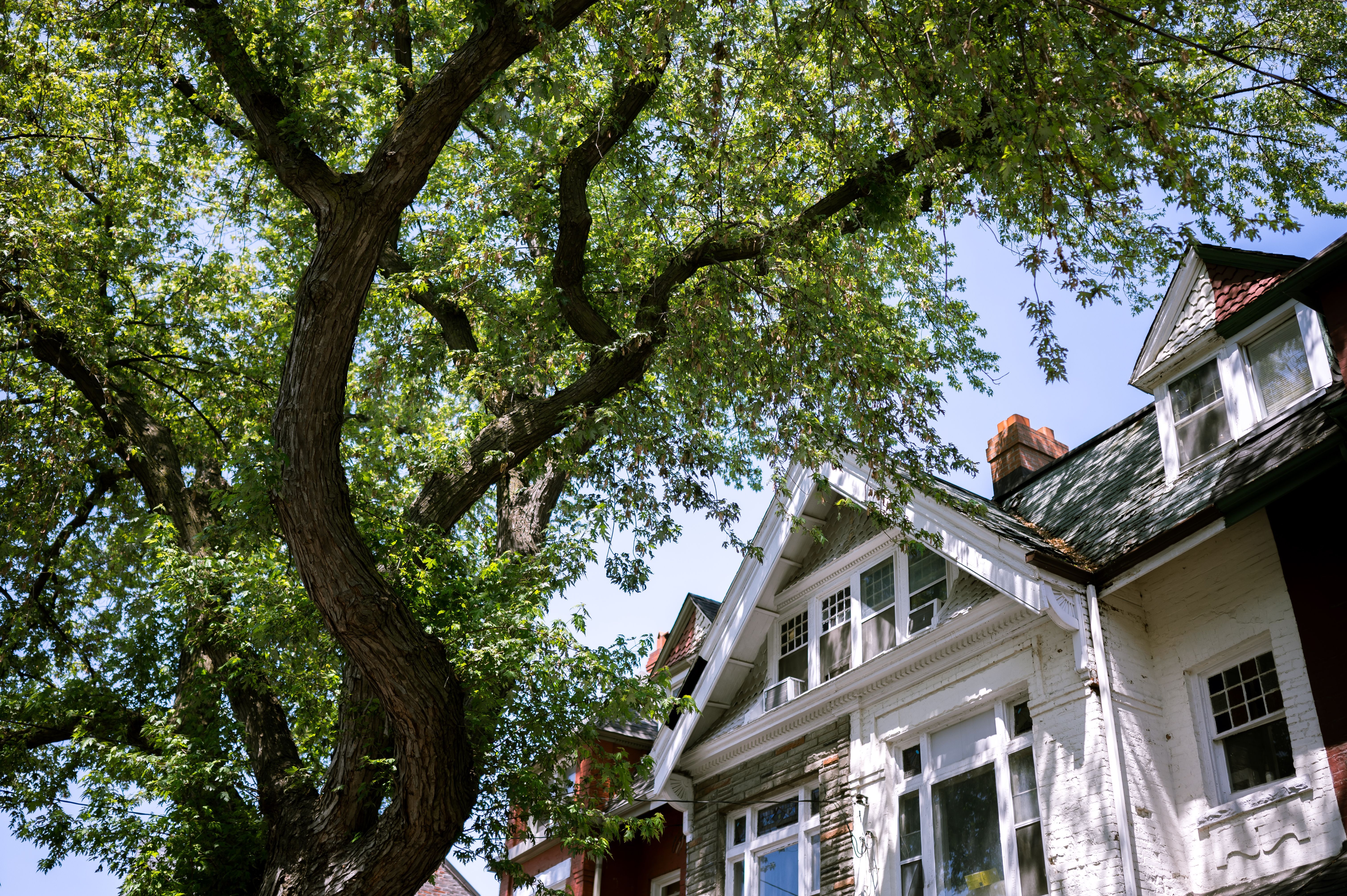 White brick house with steep gables and dormer windows beneath a large leafy tree.