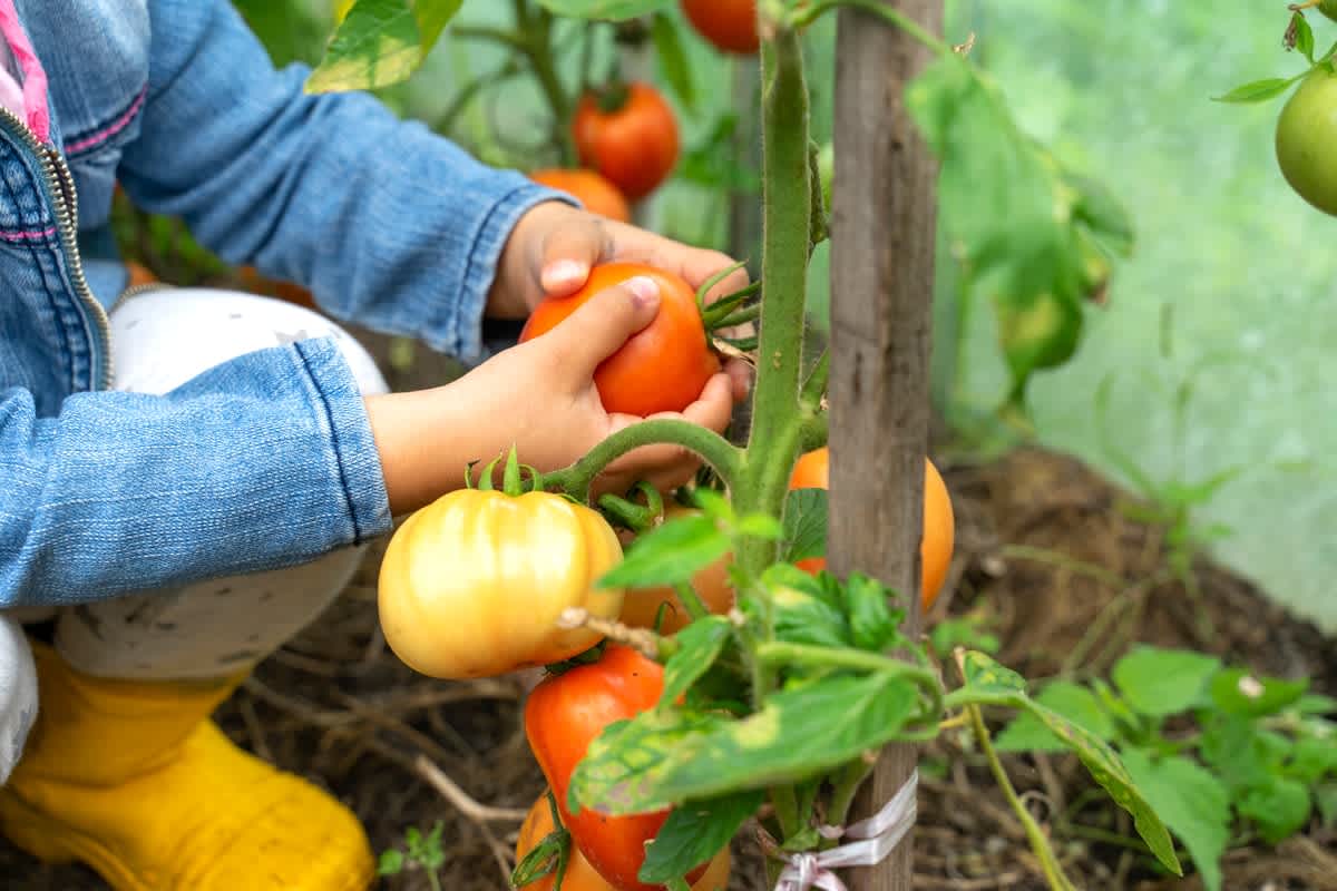 Planting Green Ideas