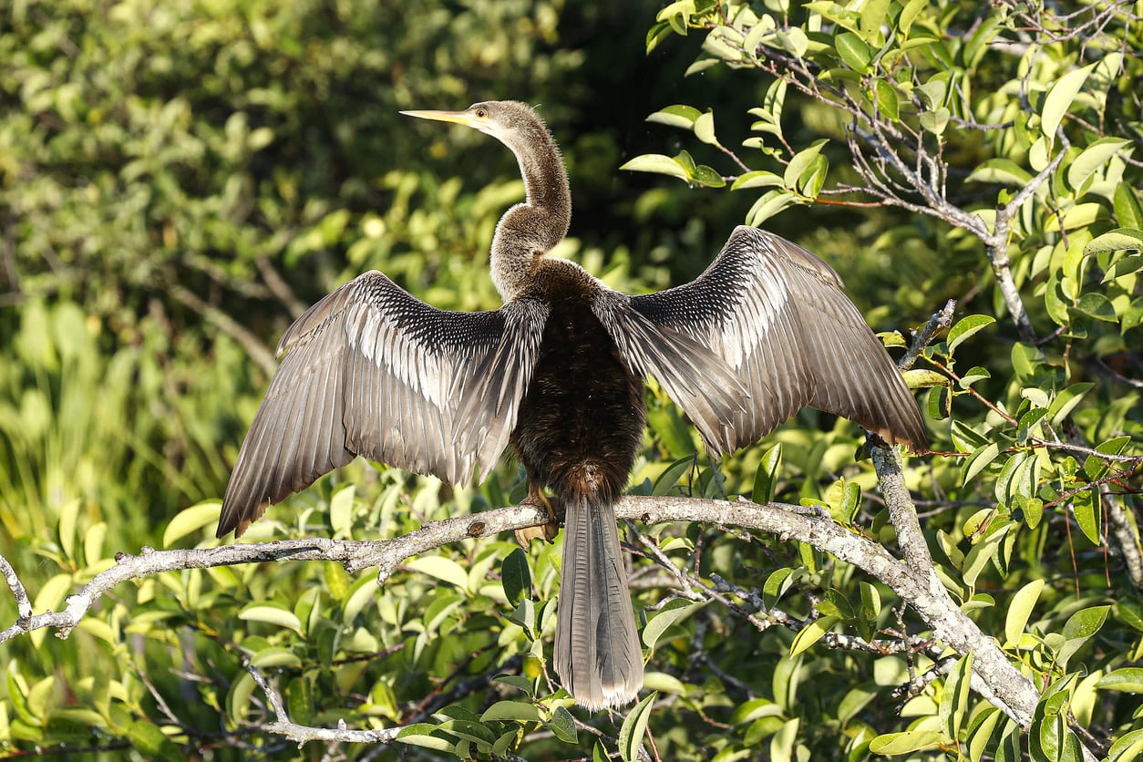 SEWE: Southeastern Wildlife Expo in Charleston, SC