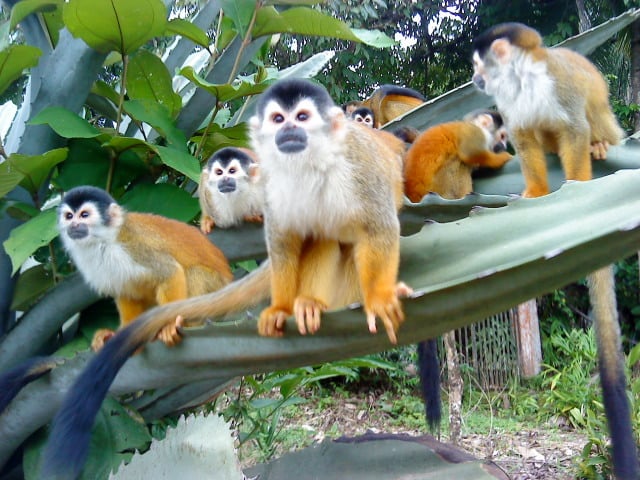 Sustainable Organic Farm, Osa, Puntarenas