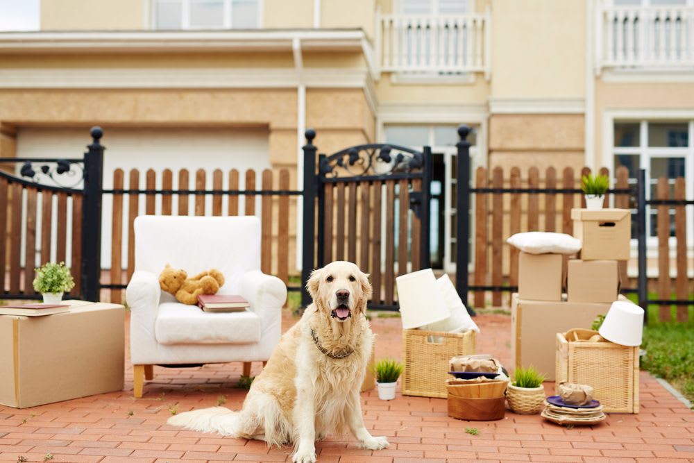 Sit, Stay, Move: Getting Your Pets Through a Family Move