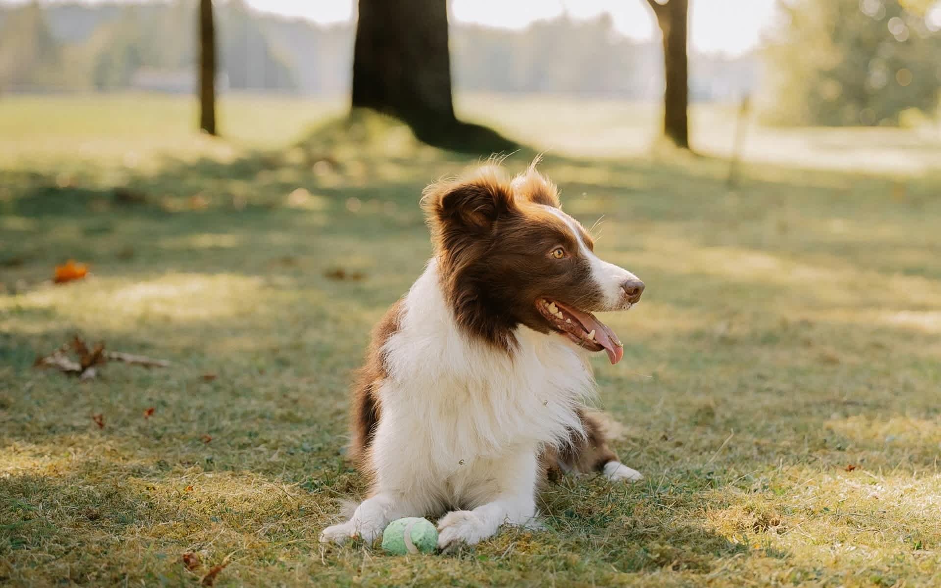 5 Pet-Friendly Spots in Jupiter, Florida 🍋