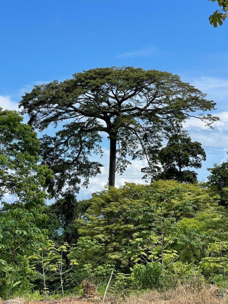 15.9 ACRES – Ocean View Development Property With Legal Water, Public Road, 5 Min From Highway!