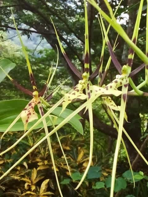 Biophilia Nature Preserve