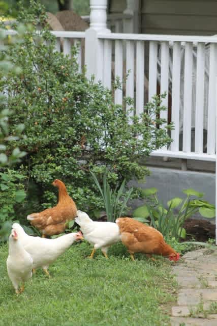Self Sufficiency