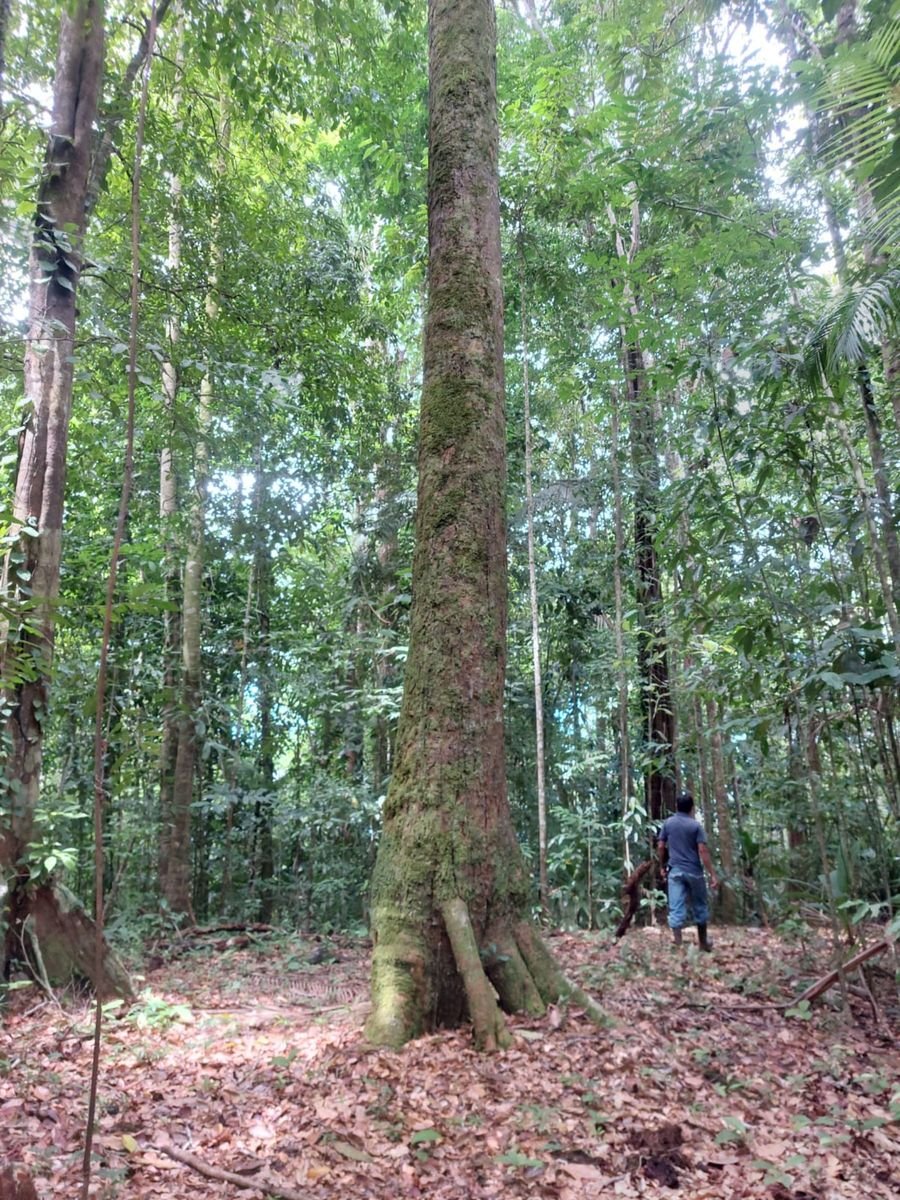 Ocean View Rainforest Acreage, Osa, Puntarenas