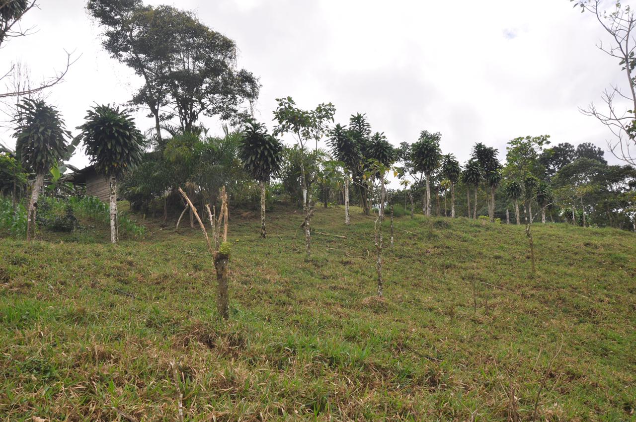 Waterfall View Farm On 80% Usable Land In Uvita