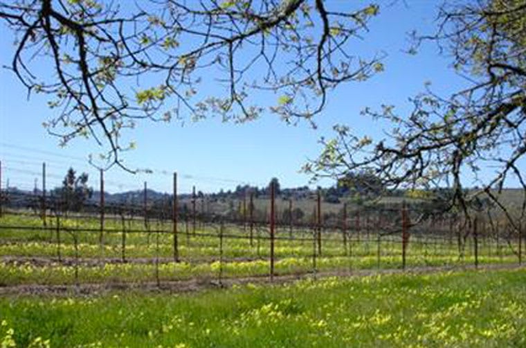 Sonoma County Vineyard