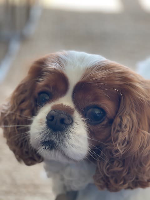 Daisy