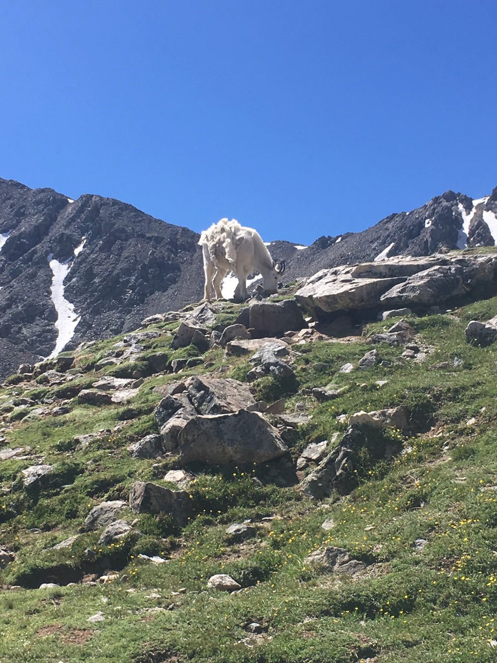 Wildlife near Denver hiking trails
