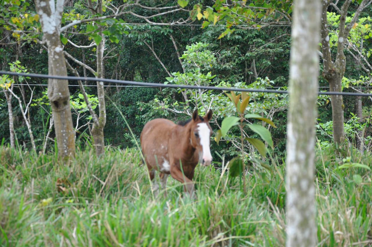 Waterfall View Farm On 80% Usable Land In Uvita