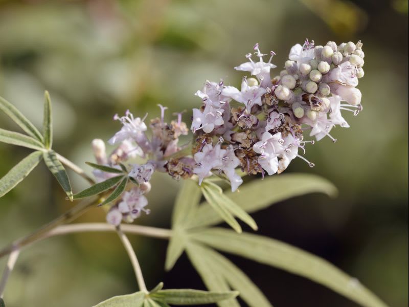 3 Drought-Resistant Trees to Plant Around Your Tucson Home
