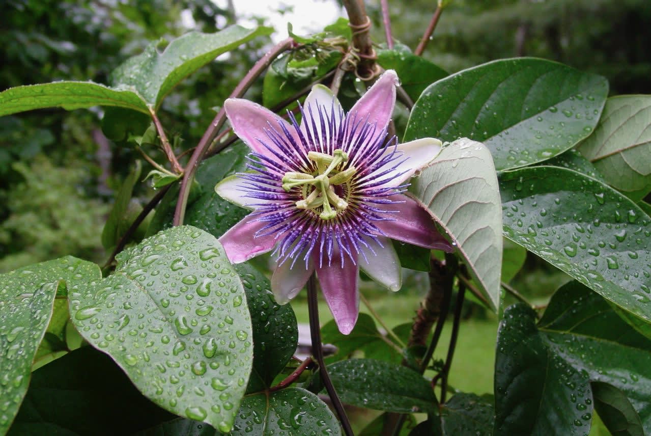 Rooftop Gardening in Back Bay, Boston: A Green Oasis in the Urban Jungle