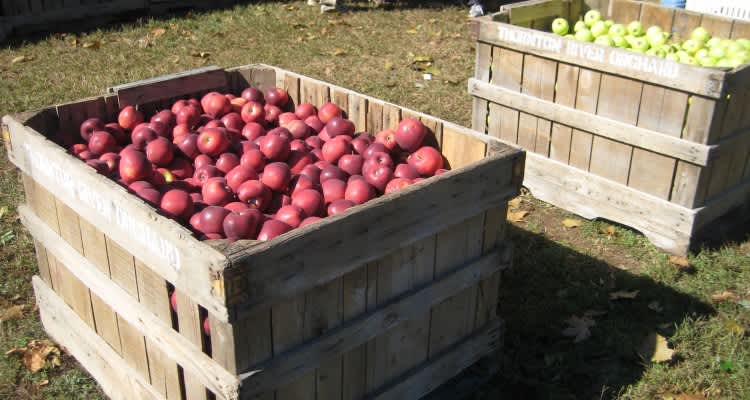 Graves Mountain Apple Orchard