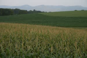 Details, Details, Details: What to Consider When Buying Country Property