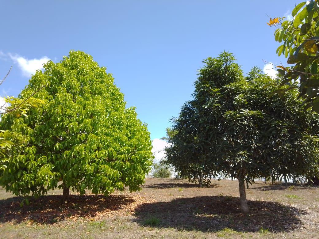 Mountain Fruit Farm Lagoon, Perez Zeledon, San Jose
