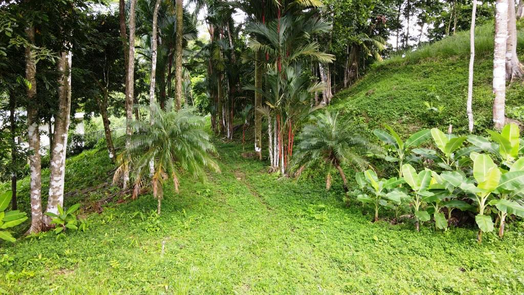 Gorgeous 1.43 Acres in Uvita Costa Rica Your Slice of Paradise Awaits