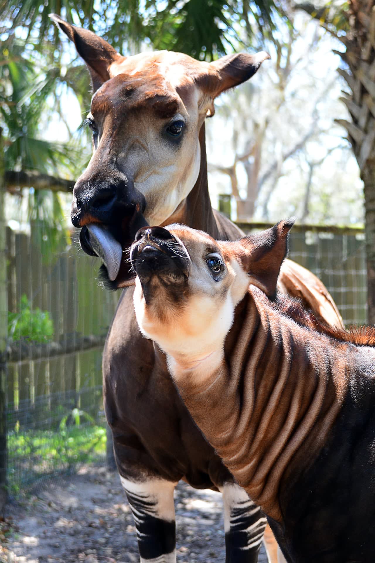 5 Things that Everyone Should do in Tampa Bay
