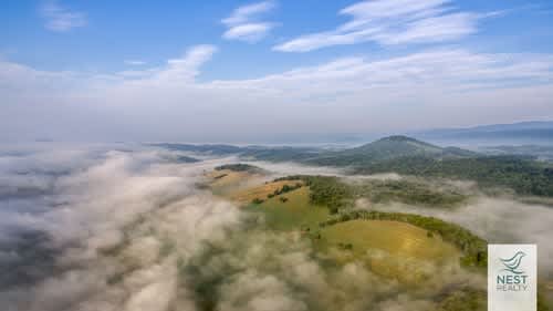 Nesty Zoom Backgrounds