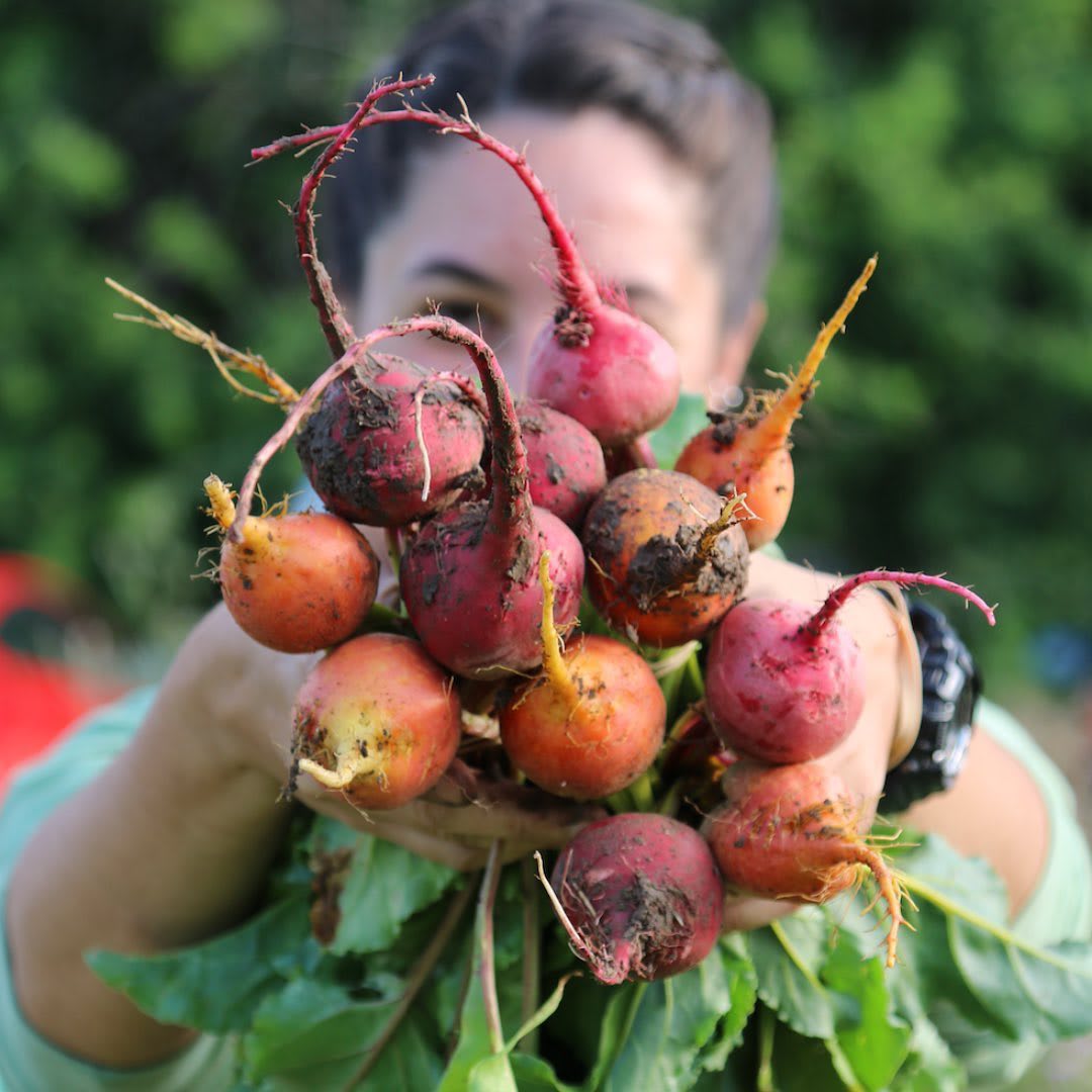 An Introduction to Urban Agriculture