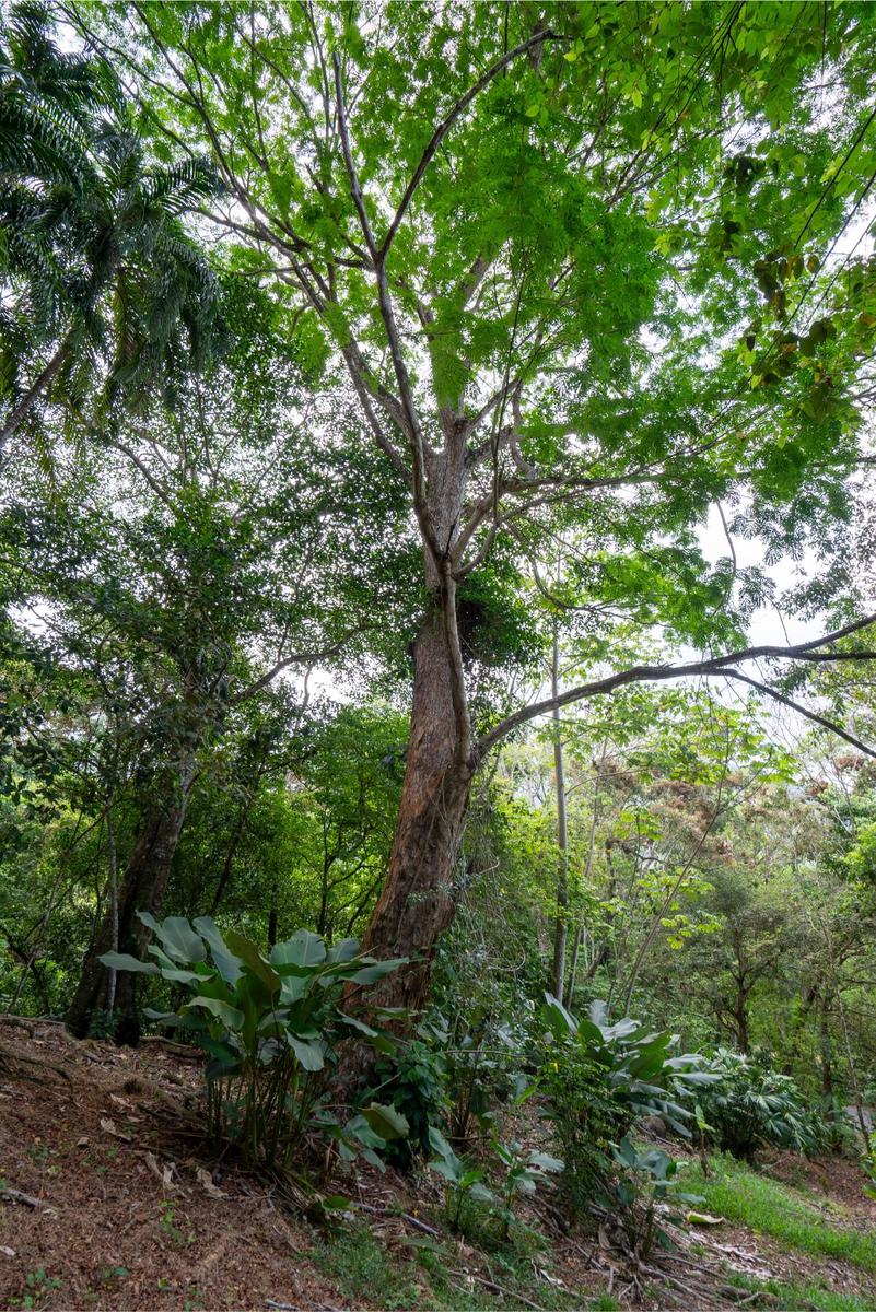 Private Ocean View Development Lot, Dominical, Puntarenas