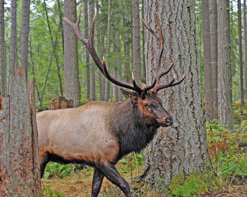 Elk