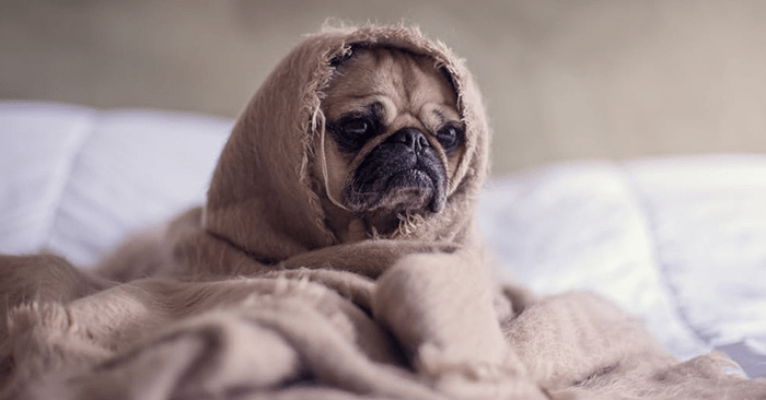 How to Make It Up to Your Pet After a Move