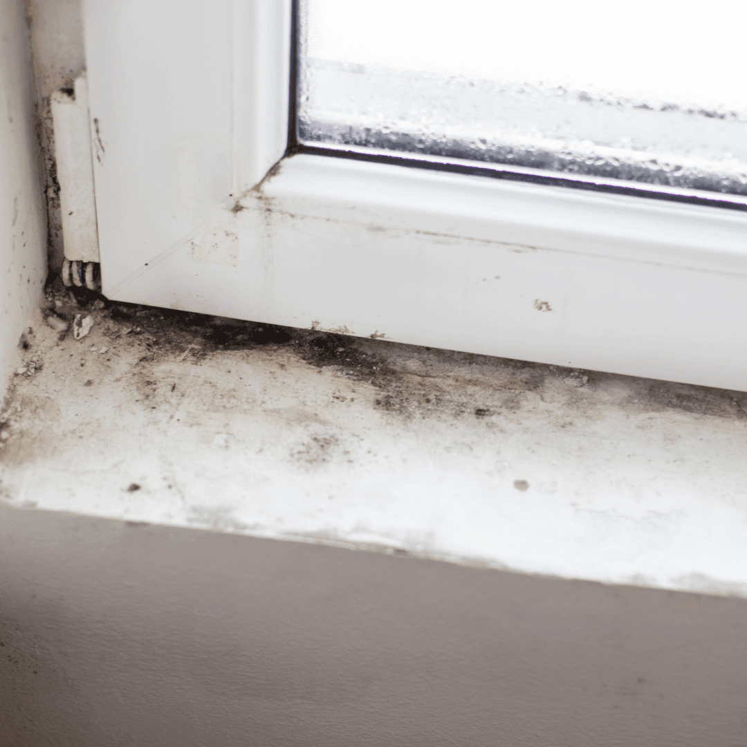 Kick Mold to the Curb