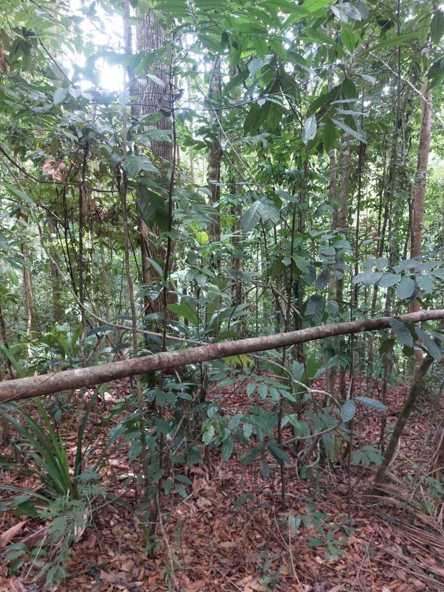 Ocean View Rainforest Acreage, Osa, Puntarenas