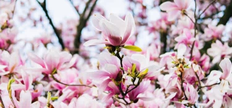 Prep for the Spring Market