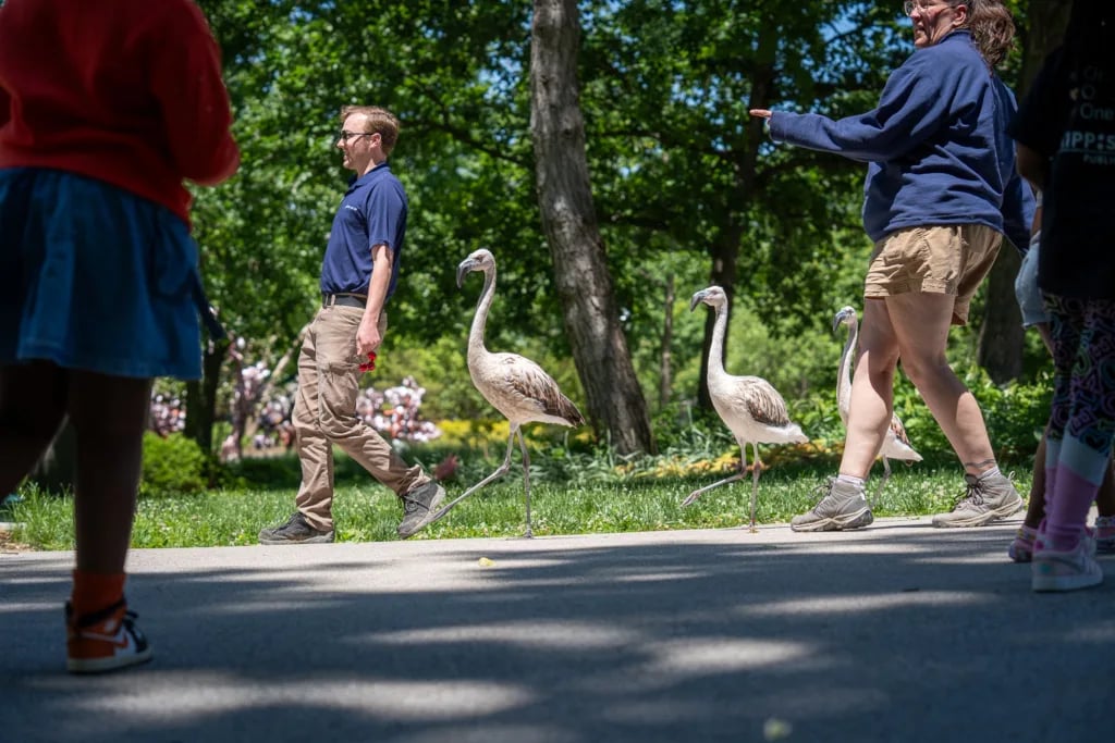 Saint Louis Zoo’s new Destination Discovery reimagines the children’s zoo for a new generation