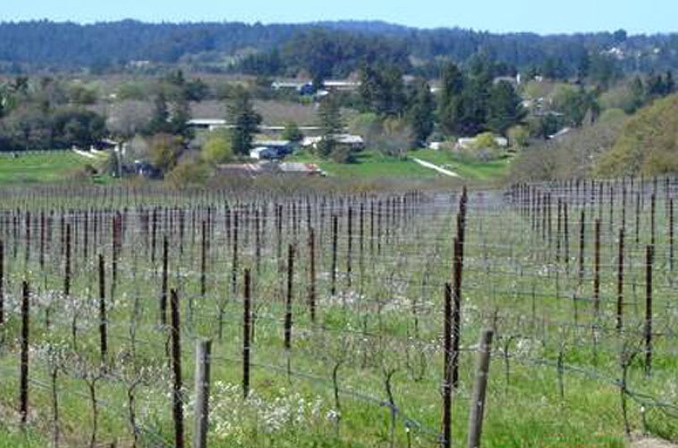 Sonoma County Vineyard