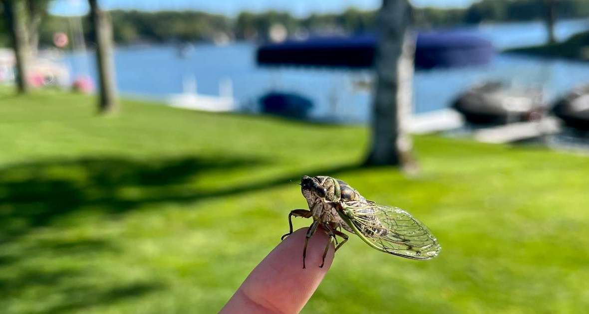 Cicada-Mania: Don’t Brood Over These Critters’ Impact on House Hunting