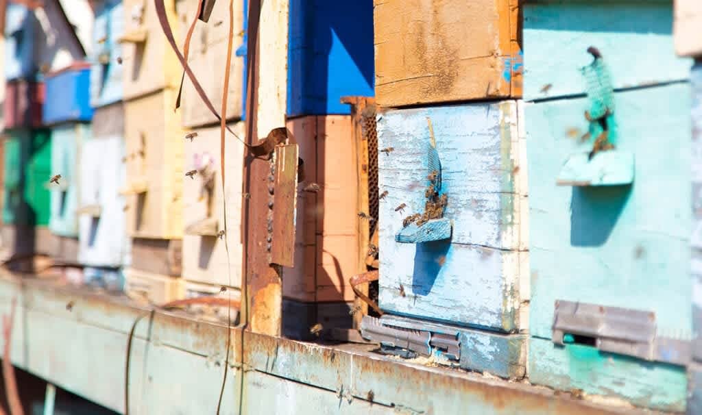 Can Bees Help Save the World?