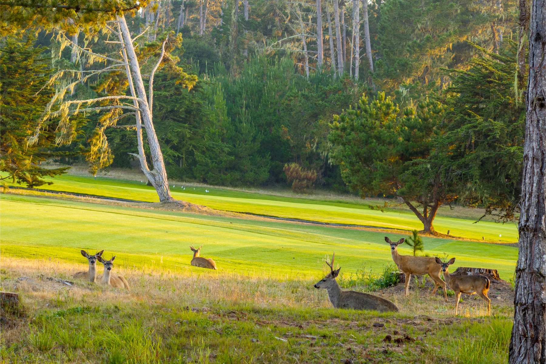 Stunning Golf Course Views - 1182 Dunes Road Lot 7