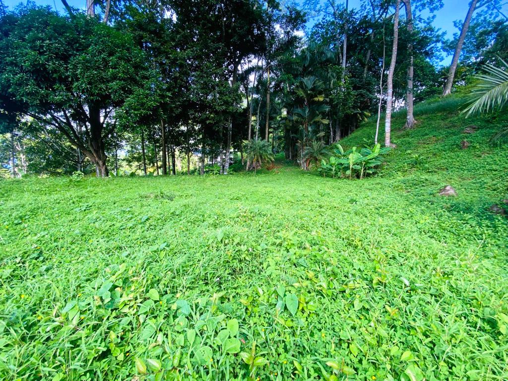 Gorgeous 1.43 Acres in Uvita Costa Rica Your Slice of Paradise Awaits