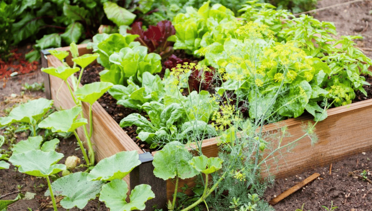 Pros and Cons: Row Gardening vs. Raised Beds vs. Containers