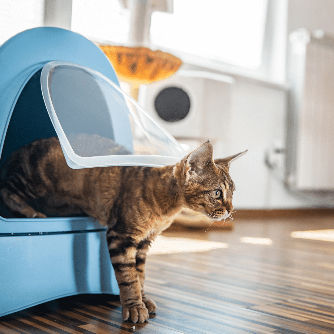 Want to Hide Your Litter Box? Create A Kitty Corner!
