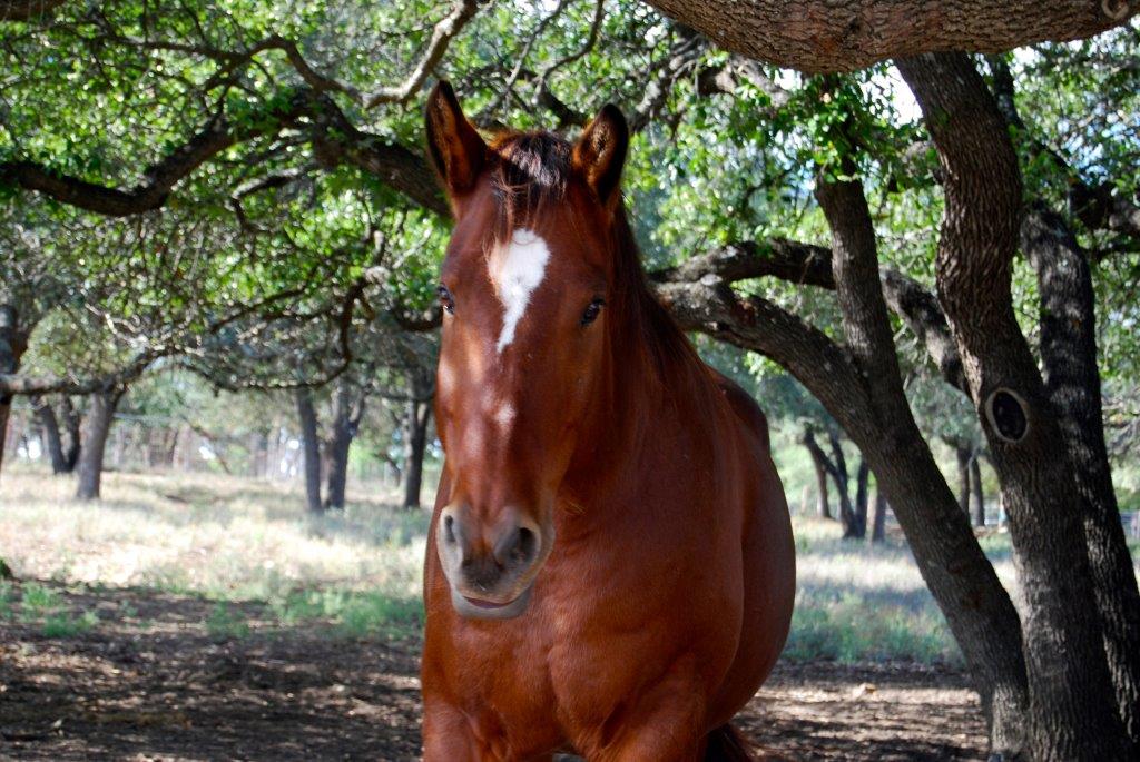 Cordillera Ranch