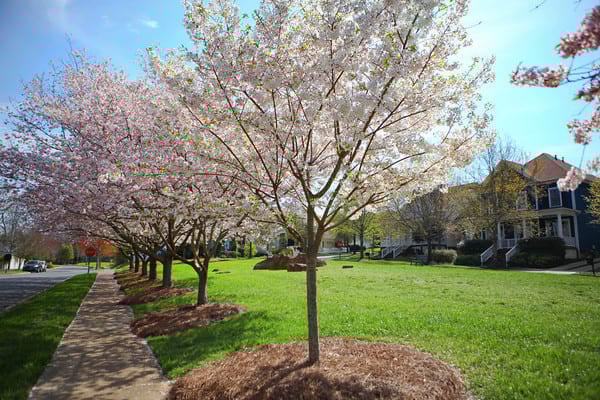 Baxter Village - Fort Mill, SC