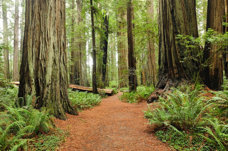 10 Places to hike in the Santa Cruz Mountains