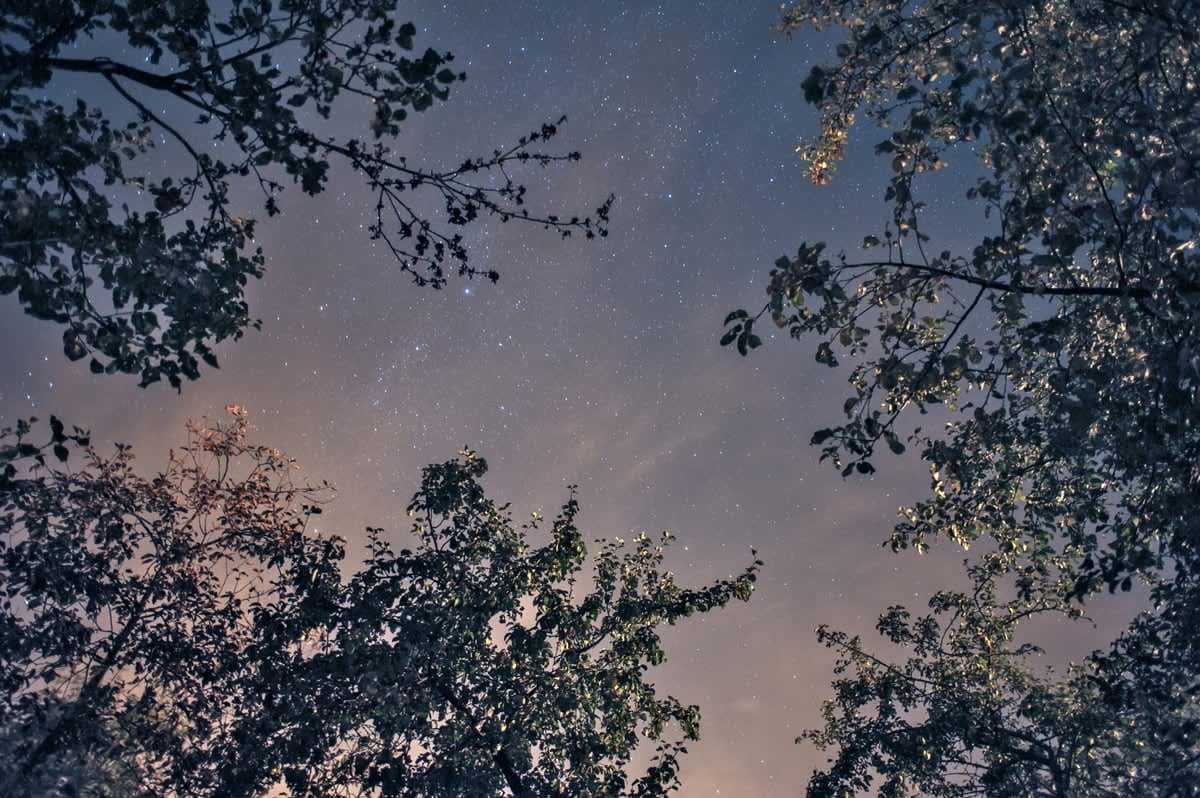 ASK A NESTER: What Happens When You Look Up?