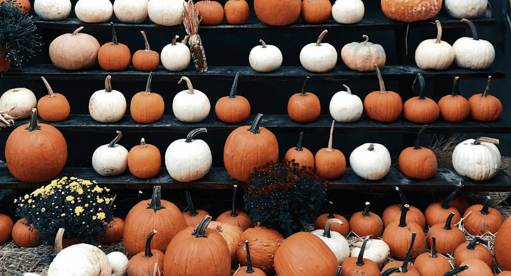 Tricks and Treats: Your Guide to a Spooky Real Estate Season