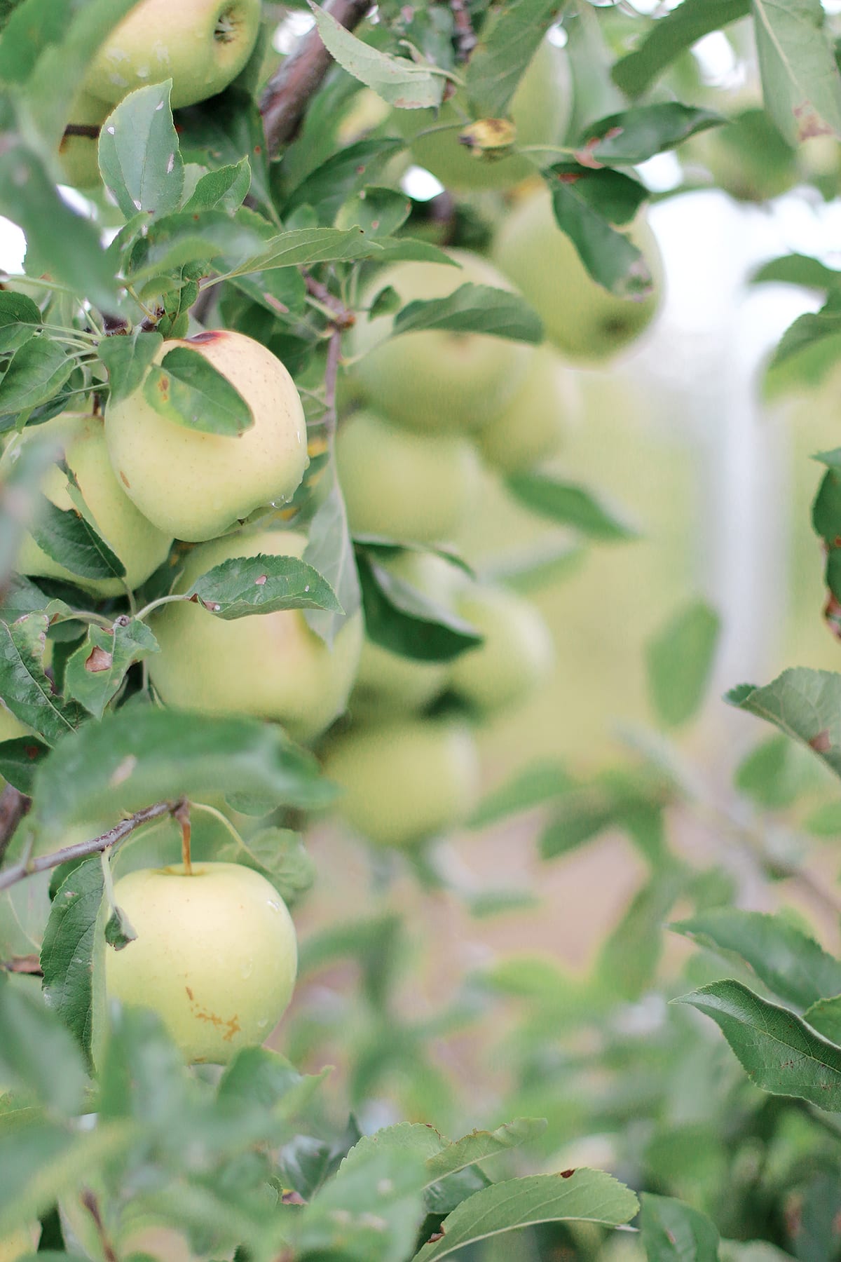 Farmaesthetics Pop-Up at Sweet Berry Farm