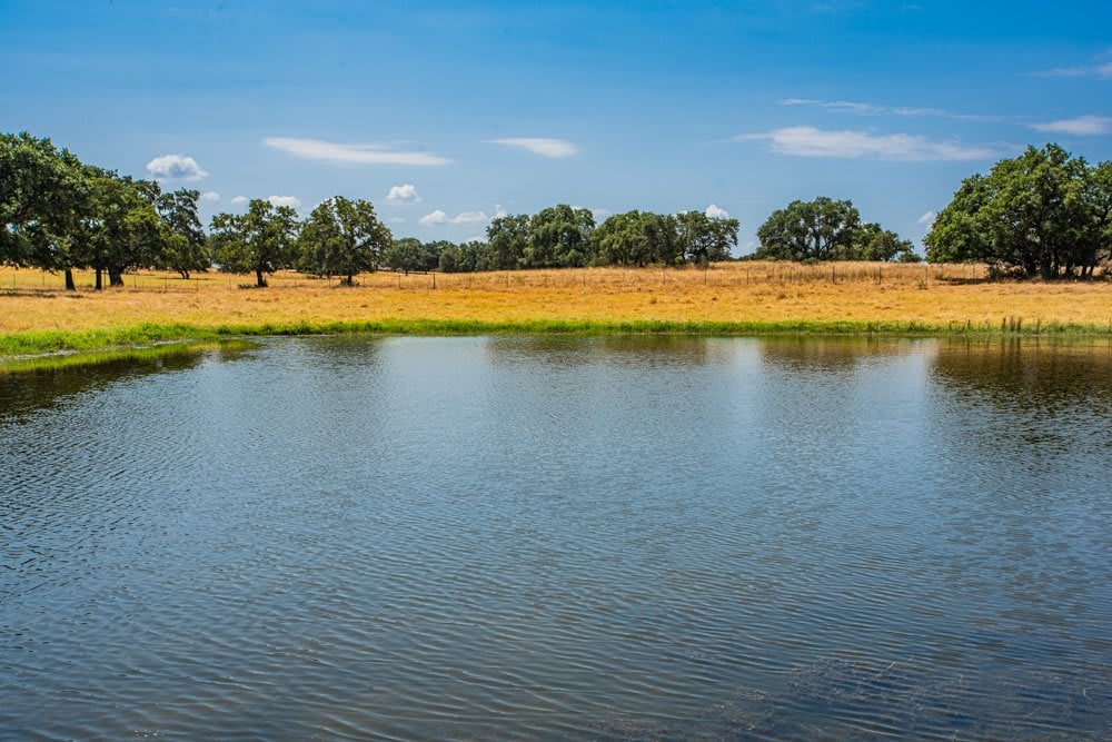 Dog Tick Ranch