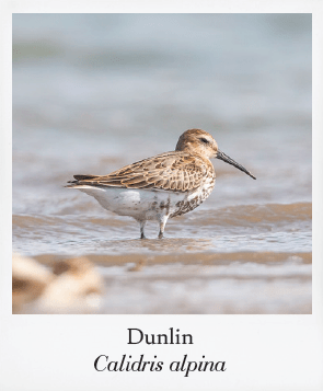Basics of Birding