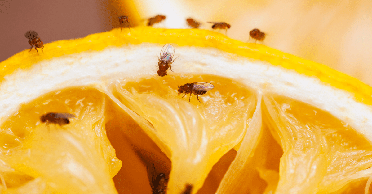 DIY Ways To Kill Fruit Flies In Your Home